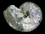 Iridescent Discoscaphites Ammonite - South Dakota #22705-1